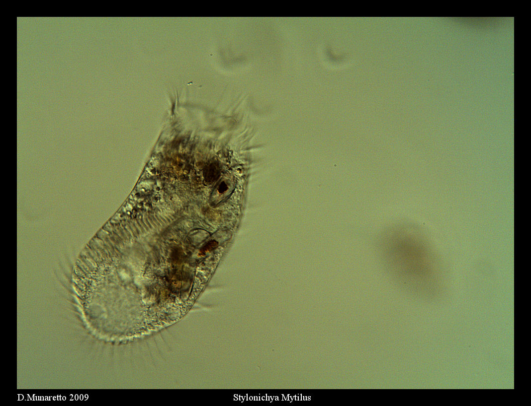 Stylonychia